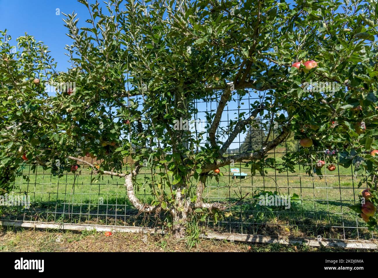 Dwarf apple tree hires stock photography and images Alamy