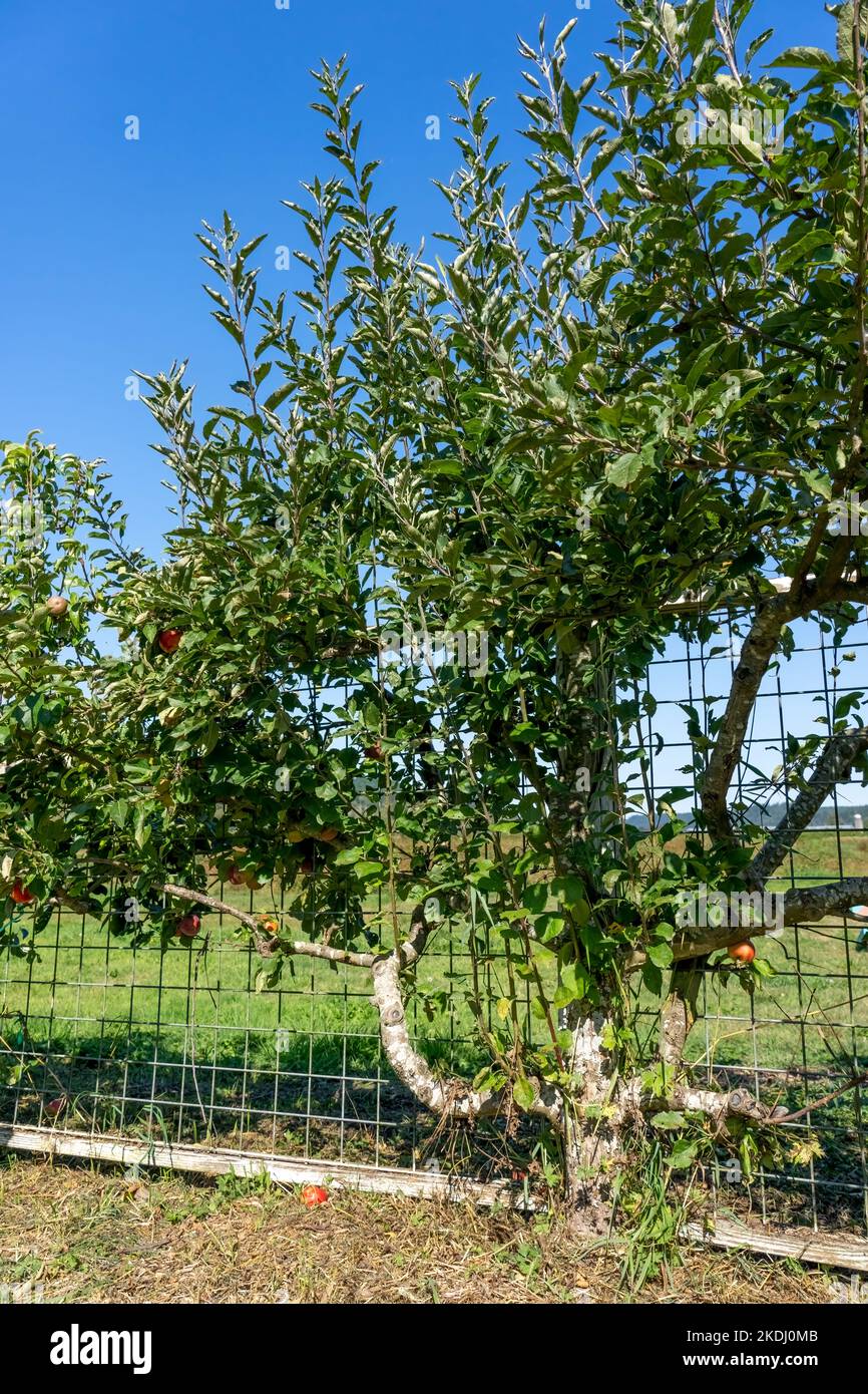Trellis fence hires stock photography and images Alamy