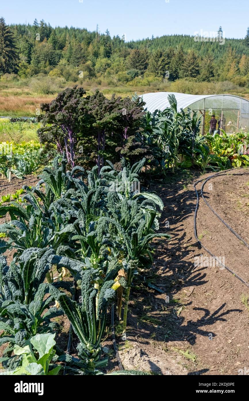 Chimacum, Washington, USA.  Dinosaur and Red Russian kale ready to be harvested in a commercial field, with a greenhouse in the background. Stock Photo