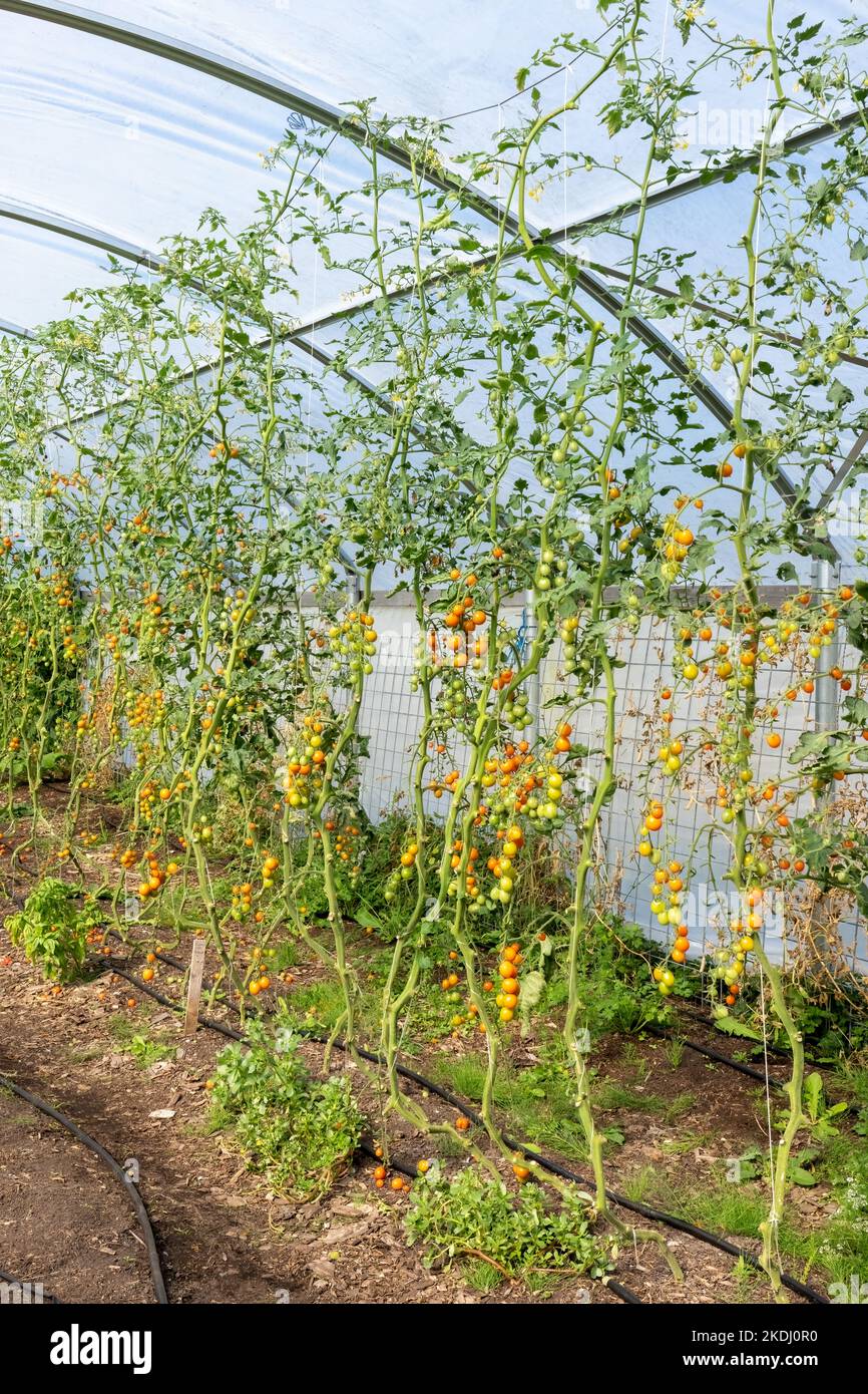 Chimacum, Washington, USA. Sungold Tomatoes growing on string trellises