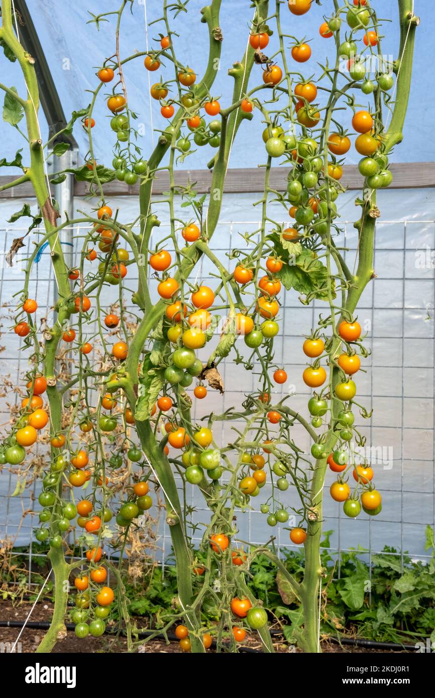 Chimacum, Washington, USA. Sungold Tomatoes growing on string trellises