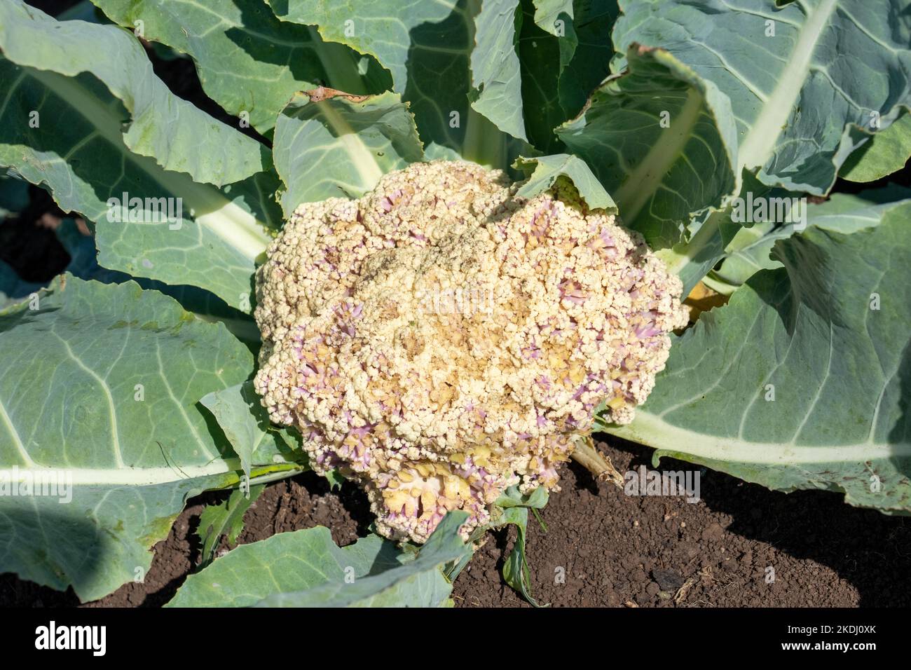 Chimacum, Washington, USA.  Ripe white cauliflower plant. Stock Photo
