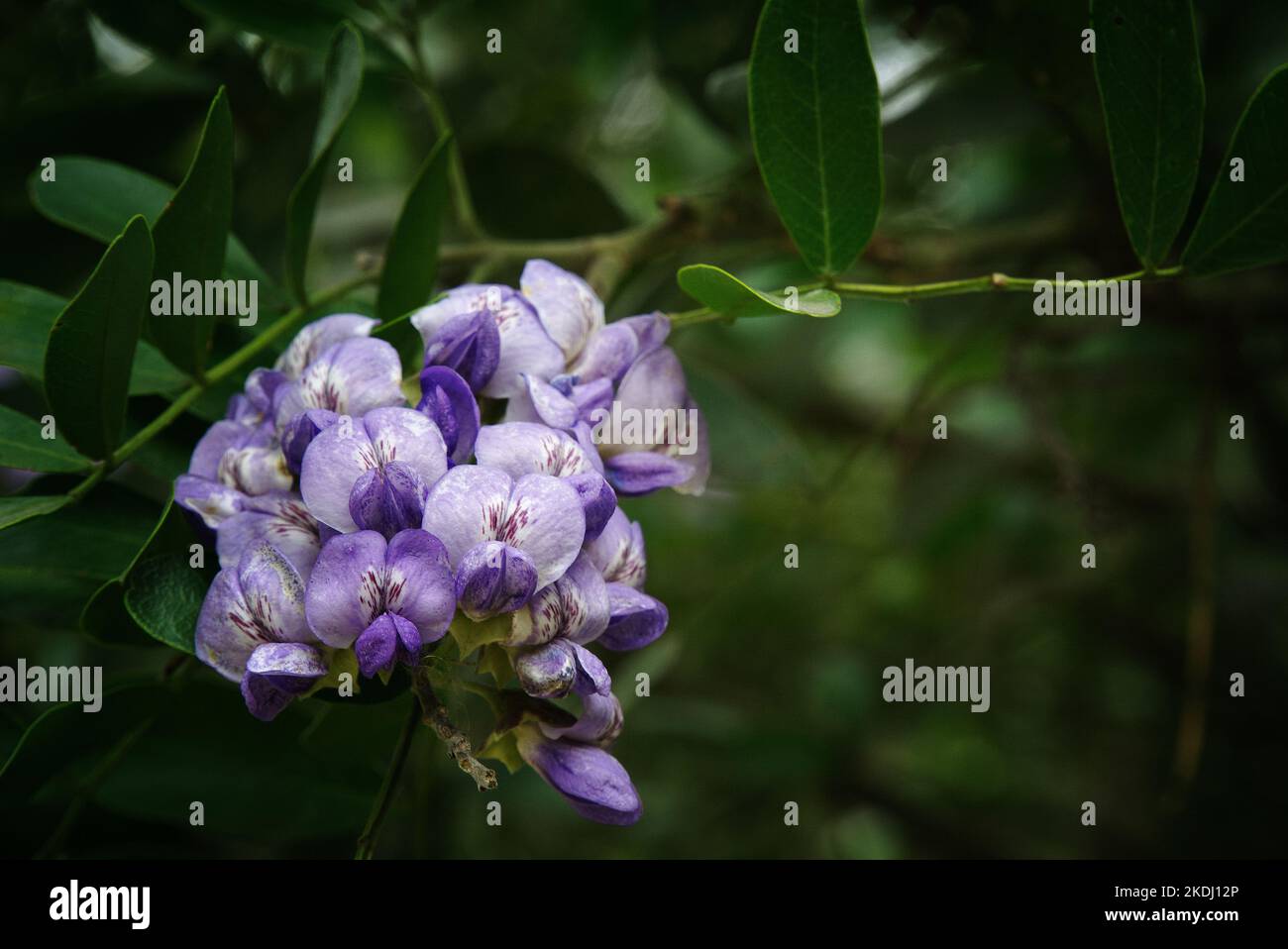 Deer pea vetch hi-res stock photography and images - Alamy