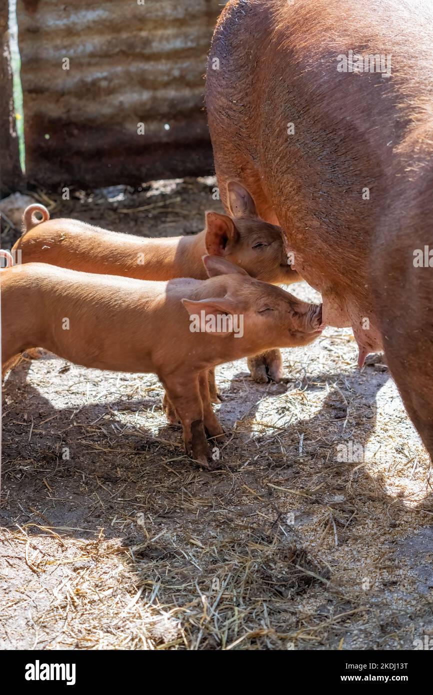 Chimacum, Washington, USA.  Tamworth Pig sow and piglets nursing Stock Photo