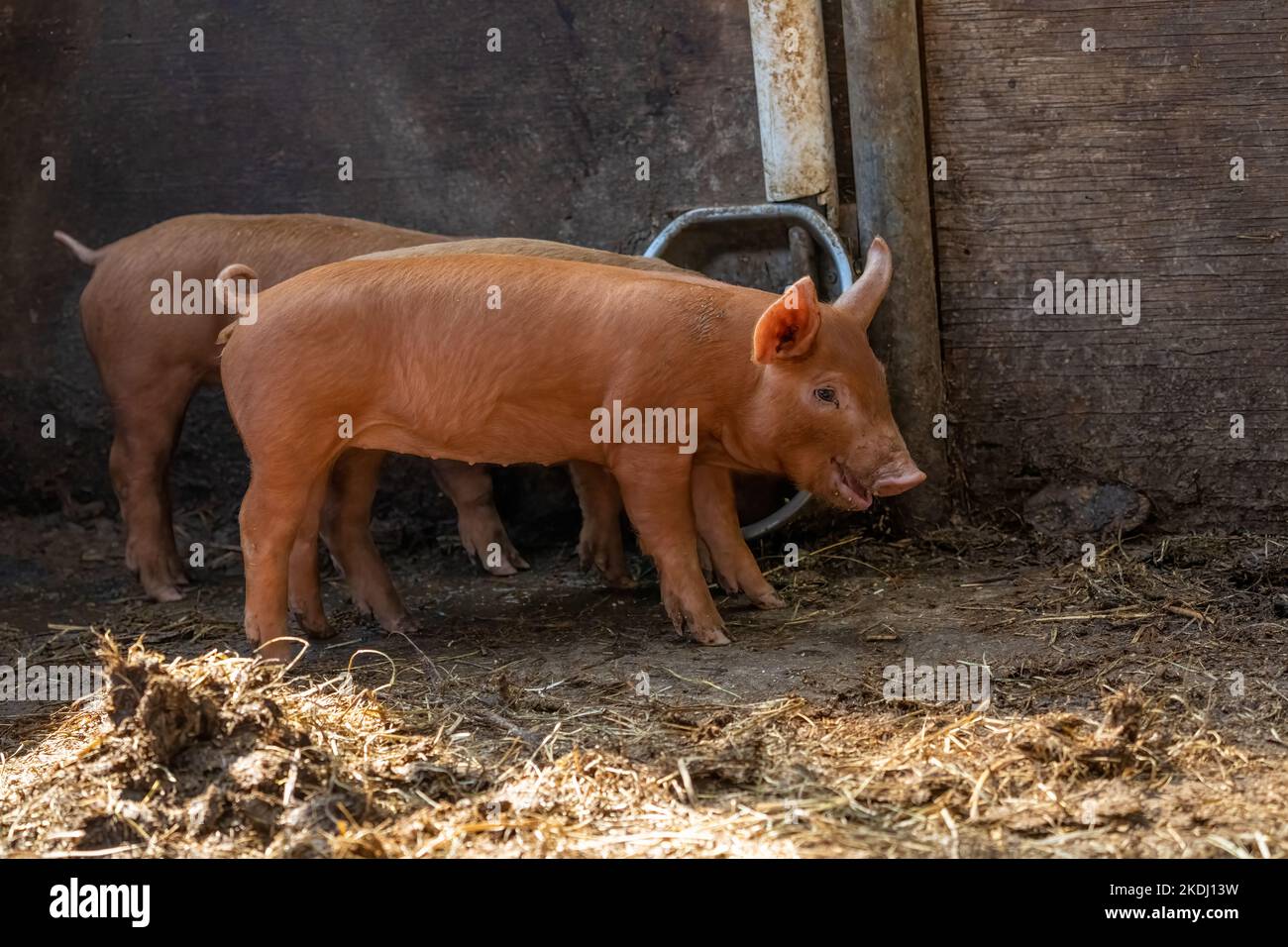 Chimacum, Washington, USA.  Tamworth Pig piglets Stock Photo