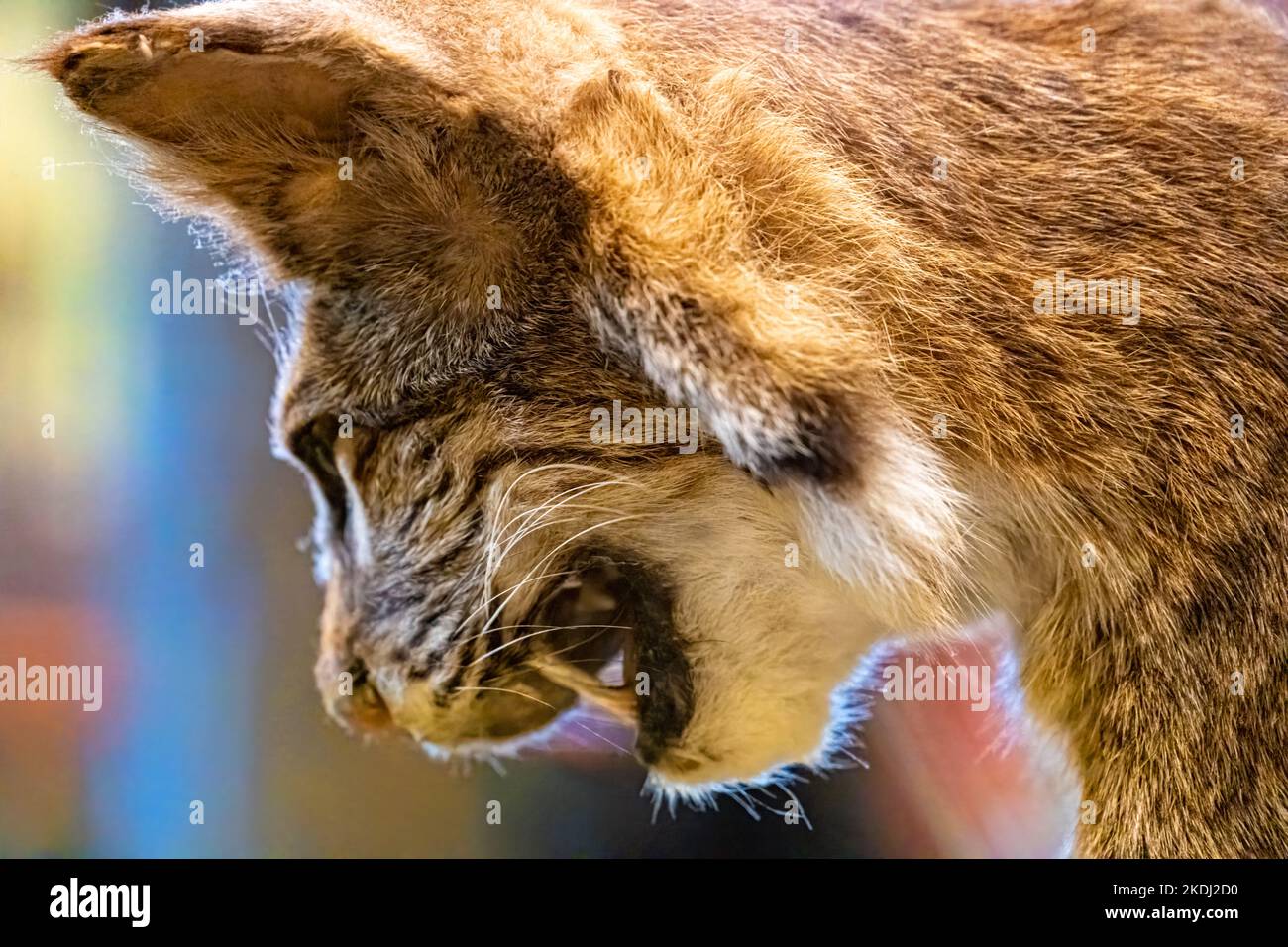 Close-up of taxidermy bobcat (lynx rufus) at the Tallulah Gorge State Park Visitor Center's Georgia wildlife display in Tallulah Falls, Georgia. (USA) Stock Photo