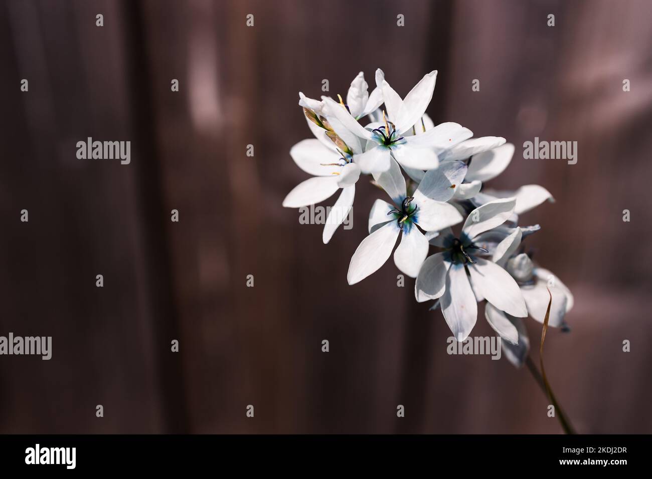 close-up of Ixia African corn lillies plant with blue flowers outdoor shot at shallow depth of field Stock Photo