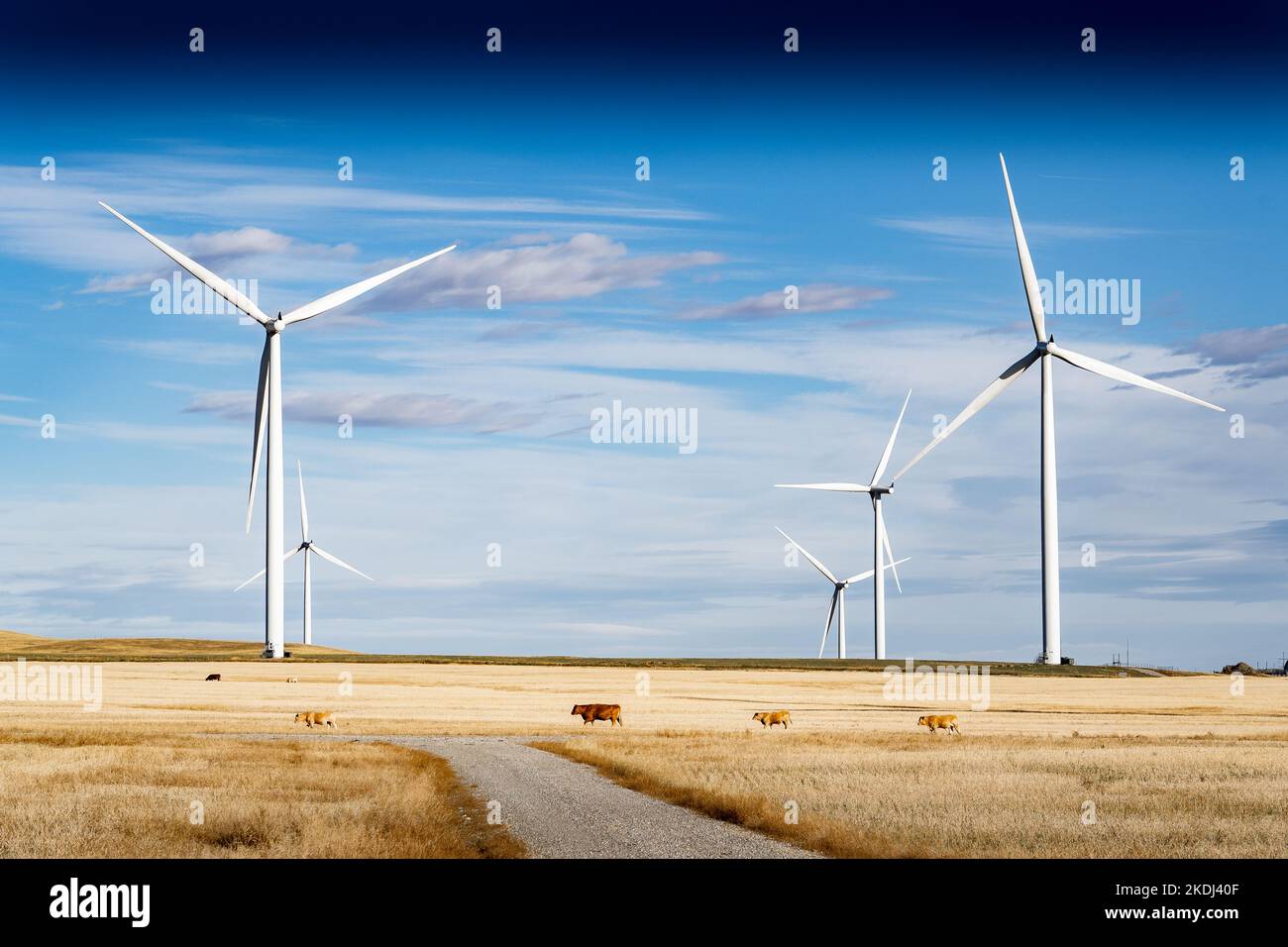 Windmills standing tall producing renewable energy on an agriculture field with cows near