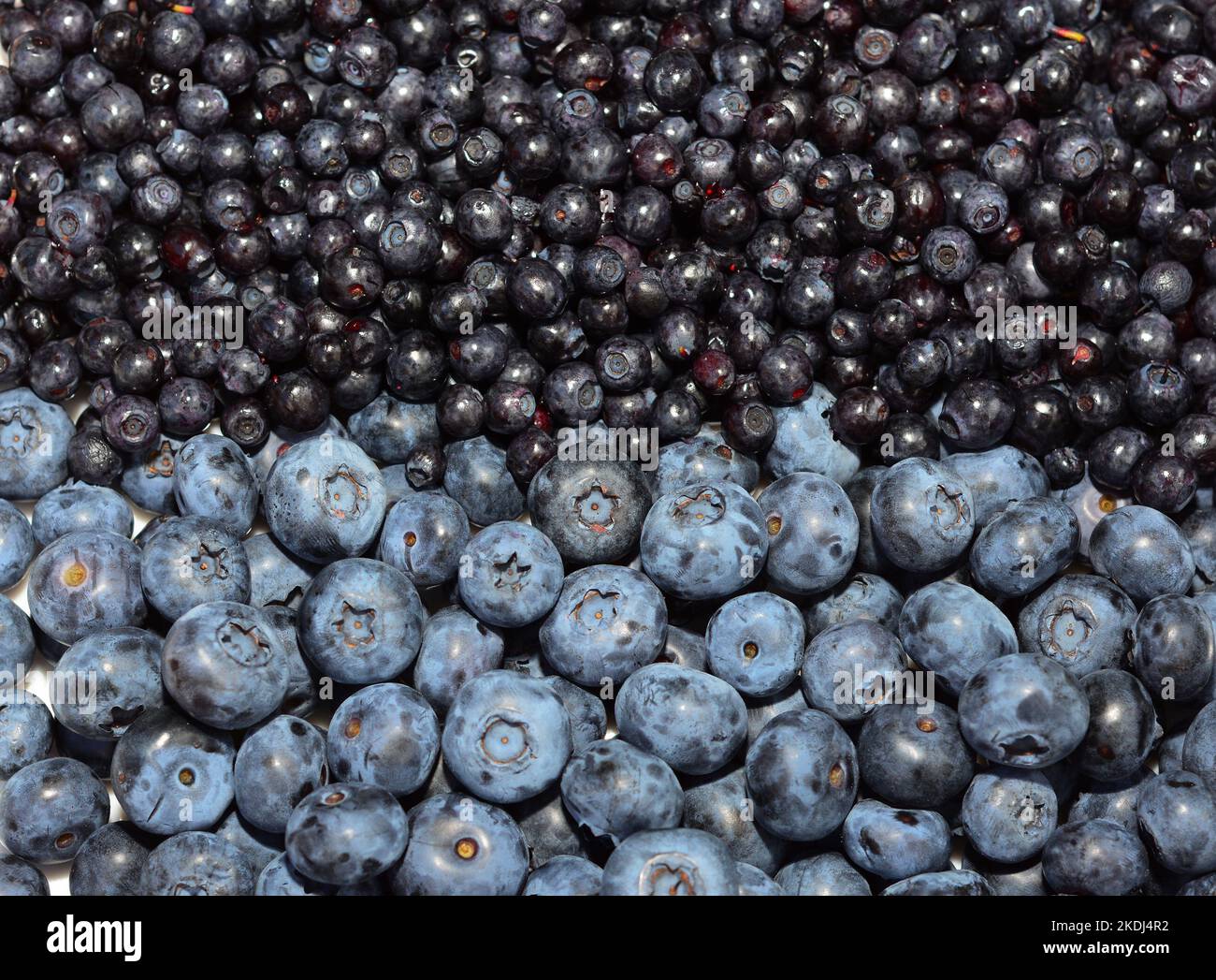 Blueberries vs bilberries hi-res stock photography and images - Alamy