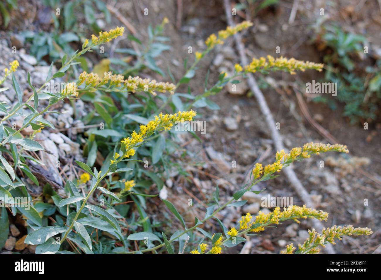 Yellow flowering racemose radiate head inflorescence of Solidago Velutina, Asteraceae, native perennial herb in the San Emigdio Mountains, Autumn. Stock Photo