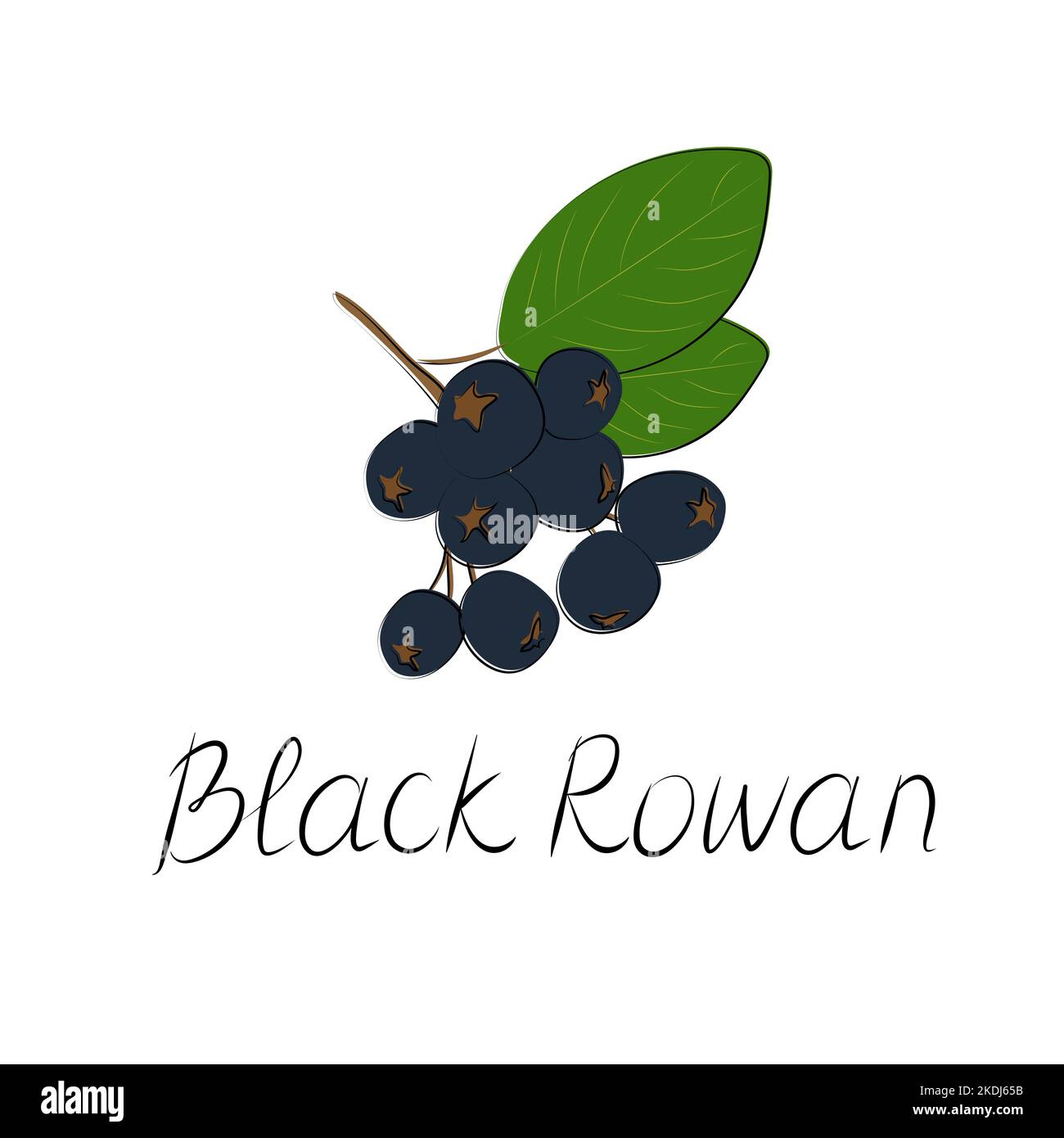 Black Rowan icon. Black mountain ash sign. Flat isolated icon. Vector