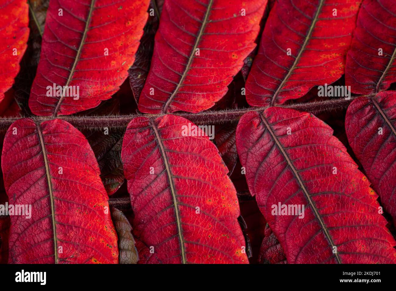 A closeup of the beautiful autumn leaves Rhus typhina, the staghorn sumac Stock Photo