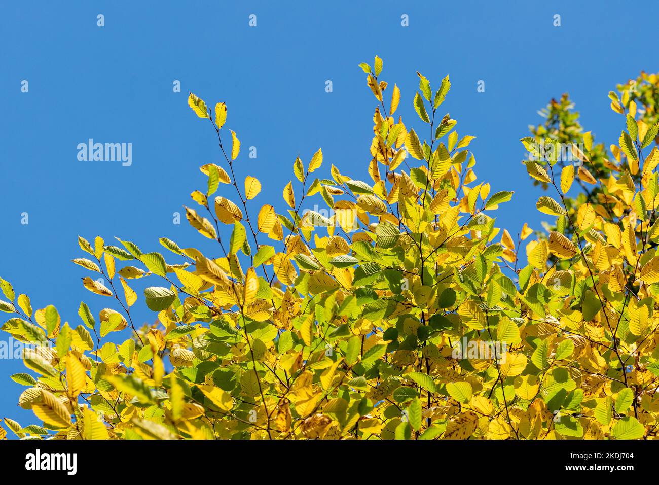 Autumn leaves with the blue sky background Stock Photo - Alamy