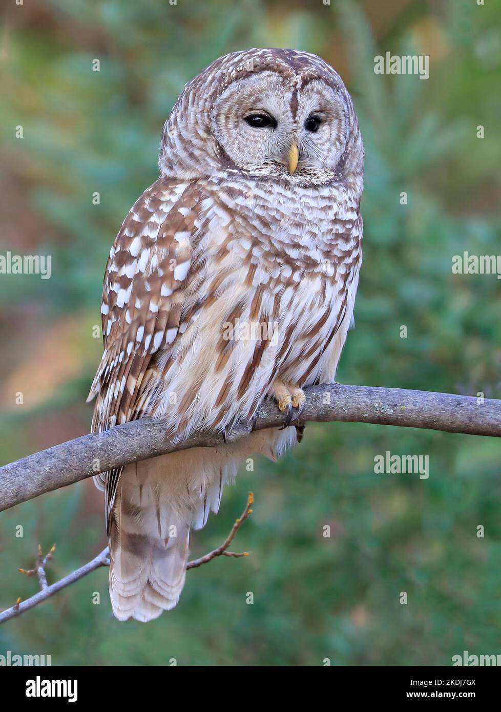 Barred Owl standing on a tree branch with green background, Quebec, Canada Stock Photo