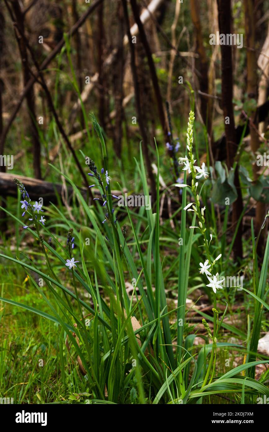blue grass lily Stock Photo Alamy