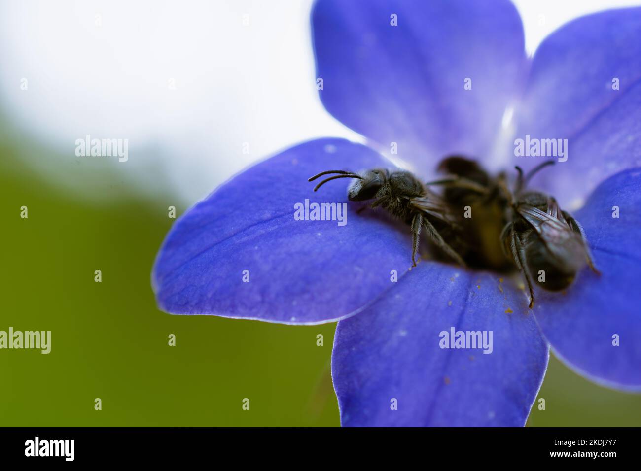 australian native bee Stock Photo