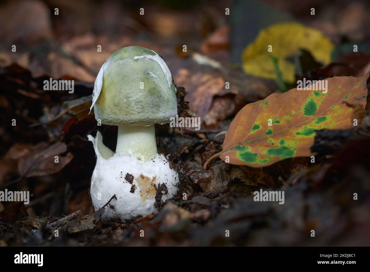 Amanita phalloides poisonous ang dangerous mushroom, commonly known as the death cap Stock Photo