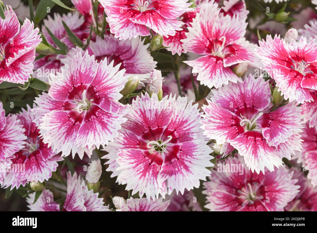 Carnation "White Flame", Dianthus Stock Photo Alamy