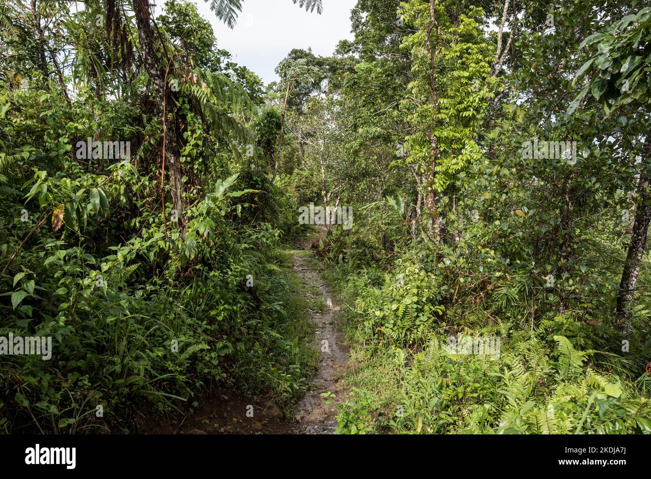 Aetas tribe, Negros island, Philippines Stock Photo - Alamy