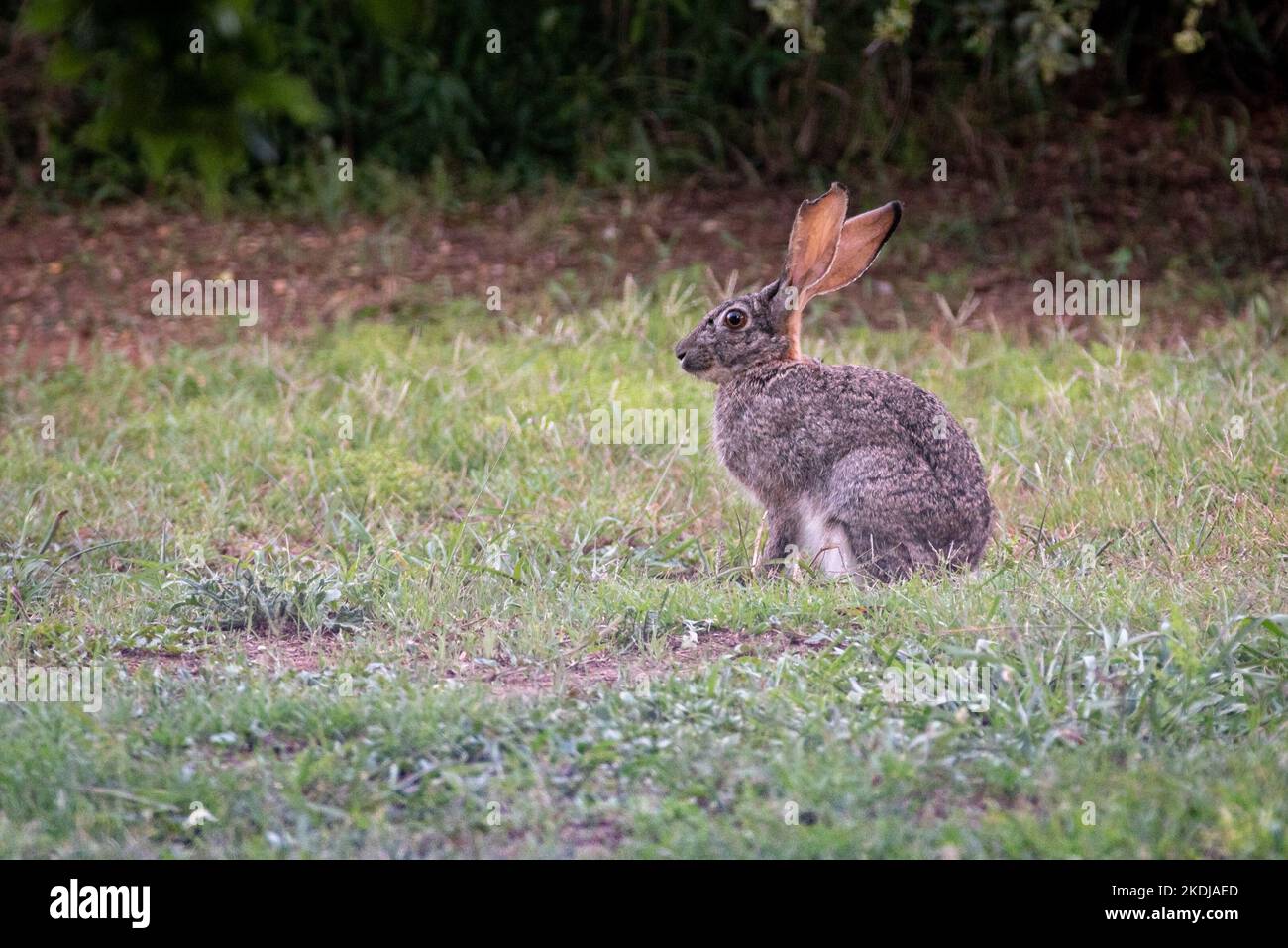 Scrub hare (Lepus saxatilis) photographed at dawn near Bedford, South