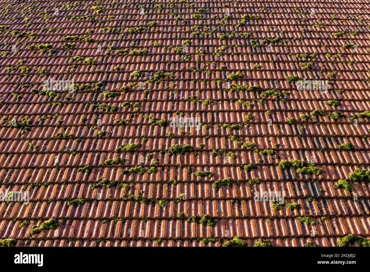 Moss ceiling tiles hires stock photography and images Alamy