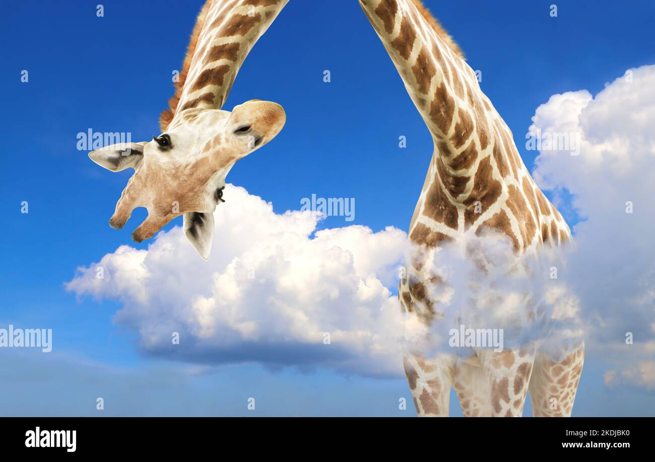 Giraffe face head hanging upside down. Curious gute giraffe peeks from