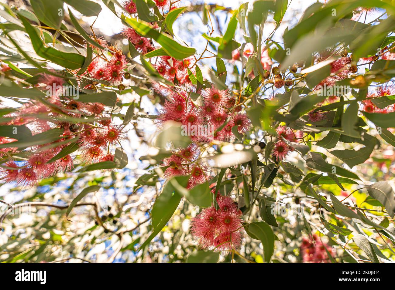 Eucalyptus sideroxylon Rosea, also known as ‘Red Iron Bark’, has a gentle weeping habit and has masses of tiny pink flowers in winter. Stock Photo