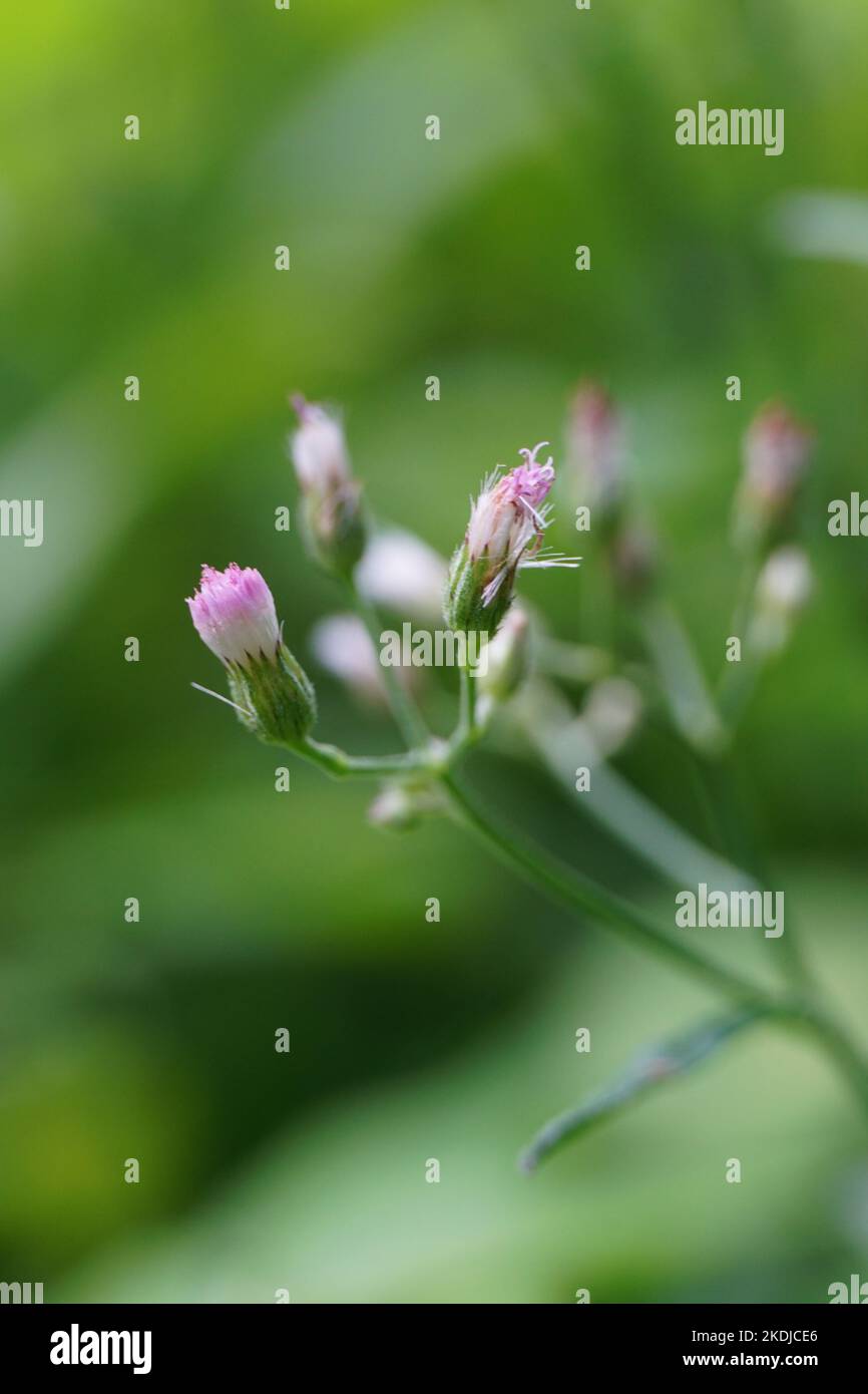 Cyanthillium cinereum (little ironweed, poovamkurunnila, monara kudumbiya, sawi langit) flower. Cyanthillium cinereum has been used to quit smoking an Stock Photo