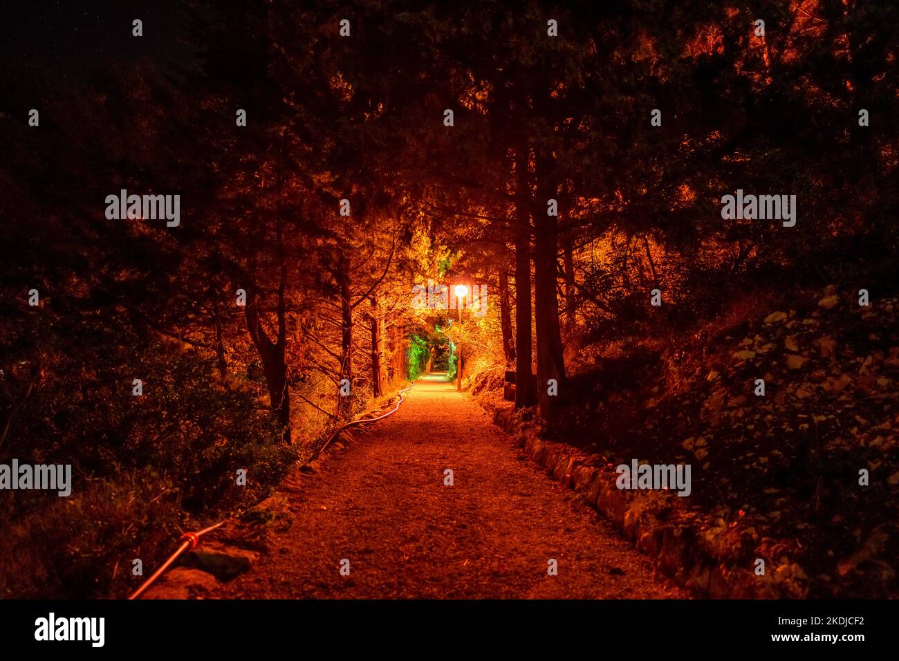 Image showcasing Red Light Illuminated forest path Stock Photo - Alamy