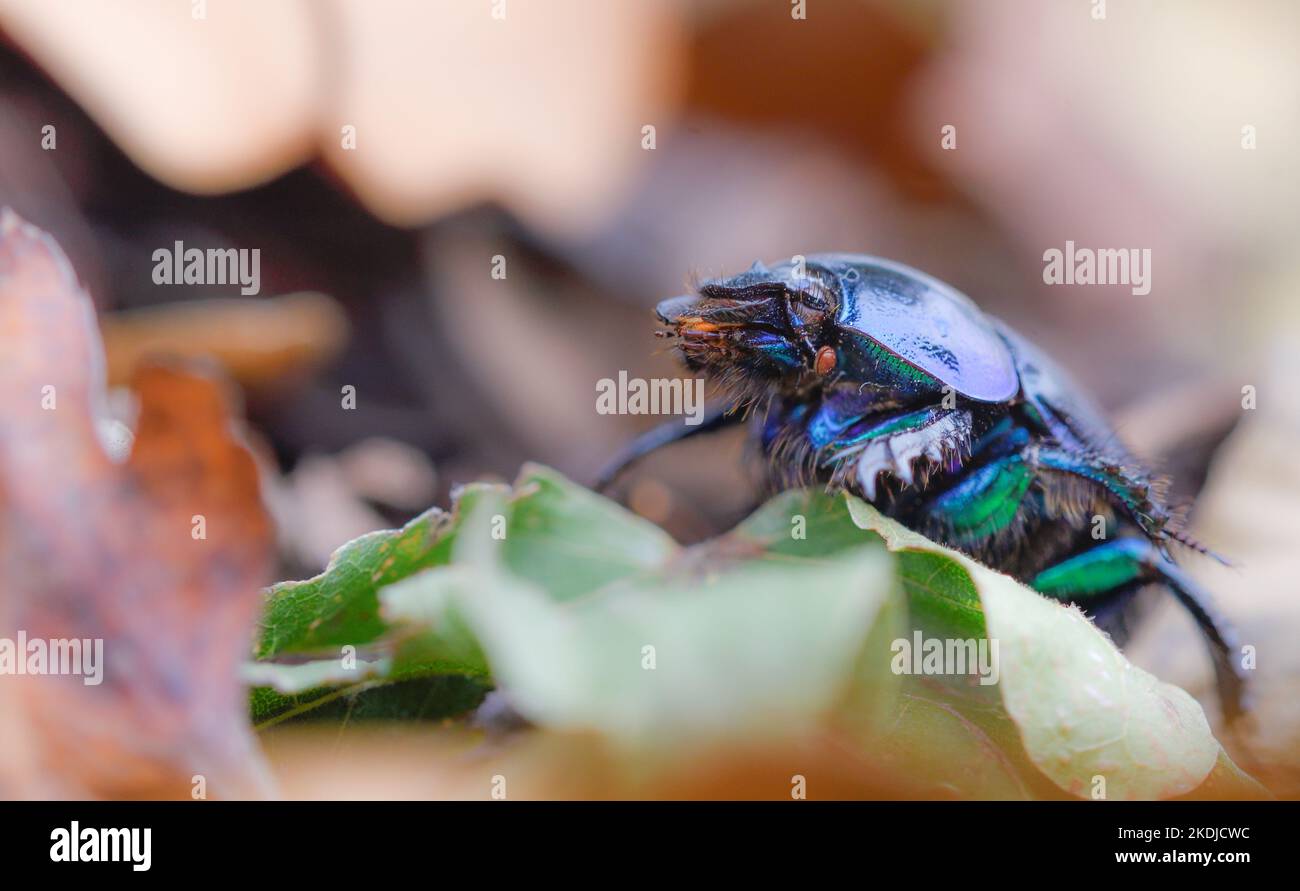 close-up of a dung beetle Stock Photo