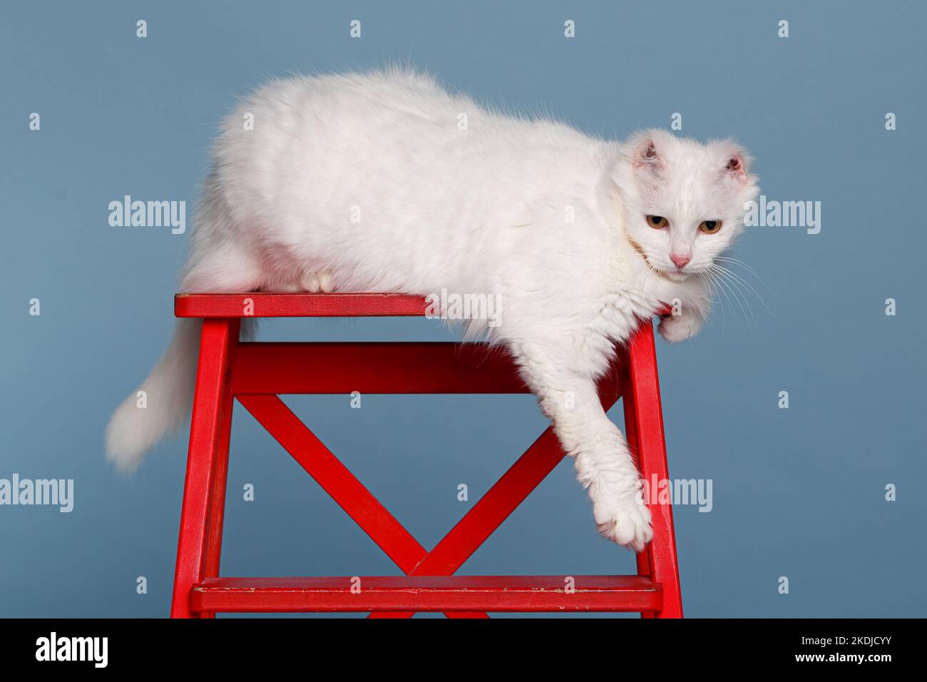 A fluffy white cat is resting on a red stepladder. A special cat with amputated ears, she defeated cancer and found a family. Stock Photo