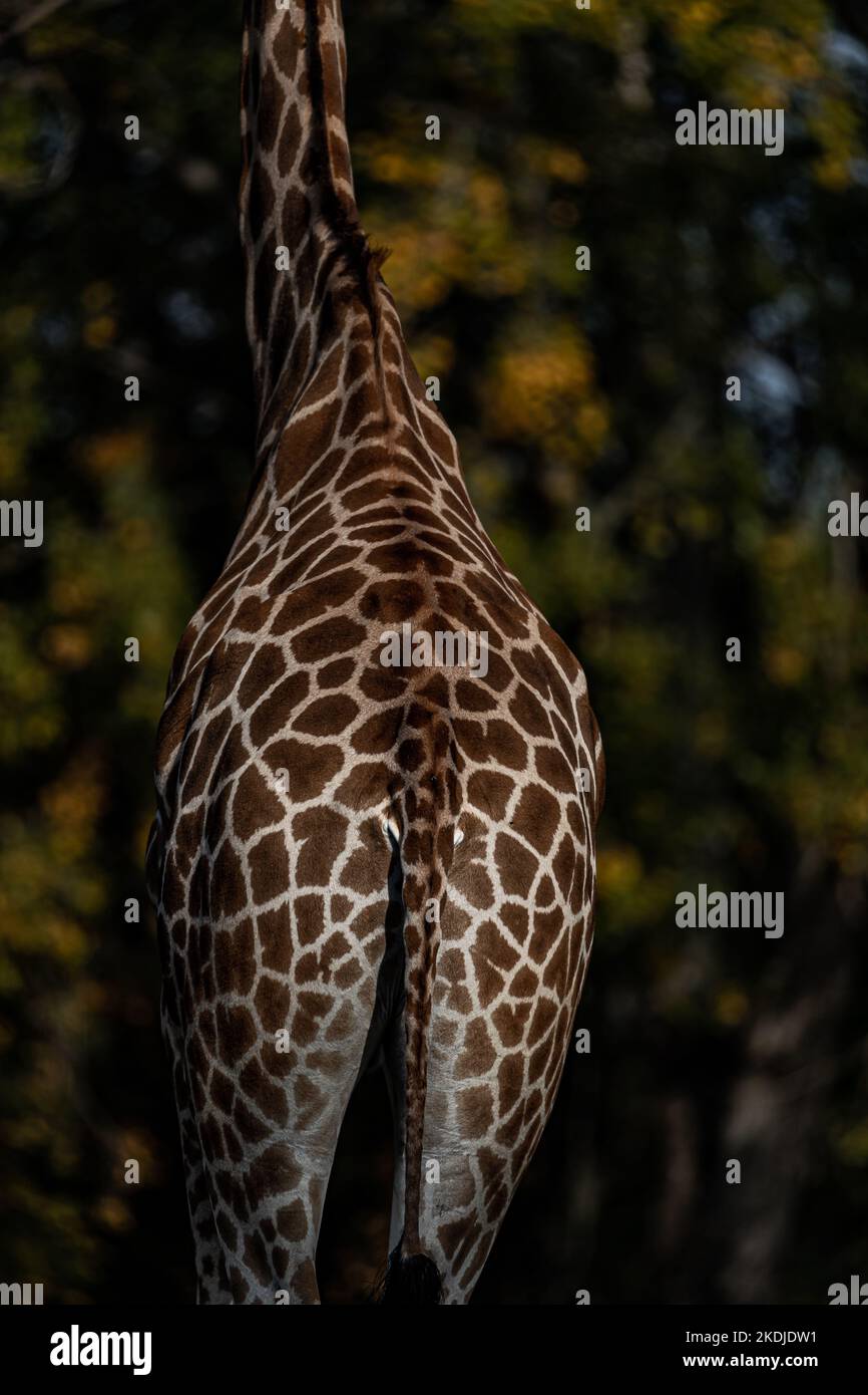 giraffe viewed from behind, the giraffe's back Stock Photo Alamy