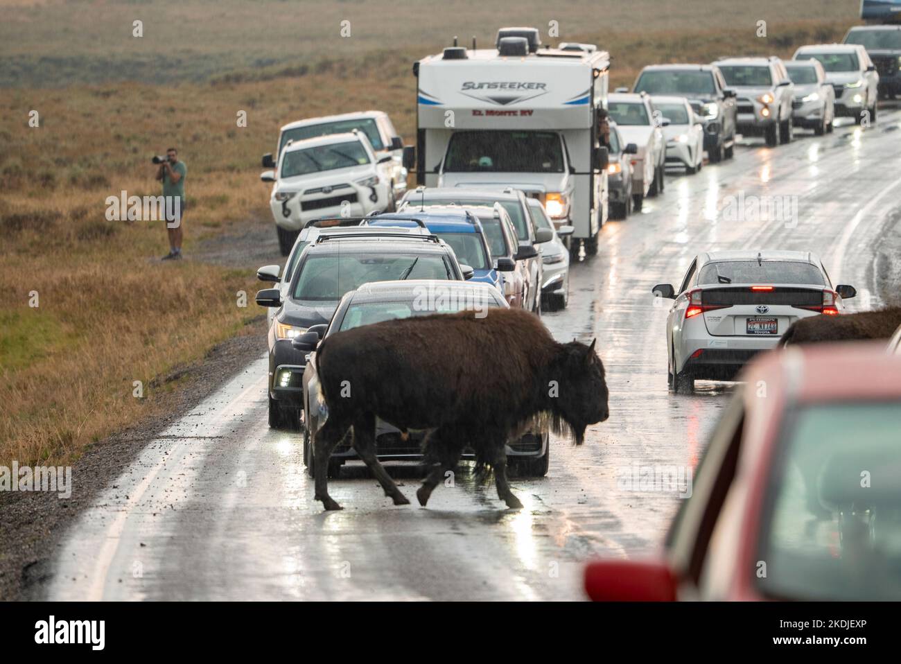 Bison passing through traffic on road at Yellowstone National park in summer Stock Photo