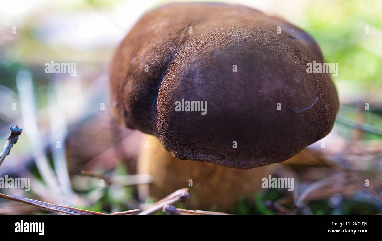 Chestnut, brown cap. Mushroom on the forest floor with moss and pine needles. Edible mushroom collected in the forest. Photo from nature Stock Photo