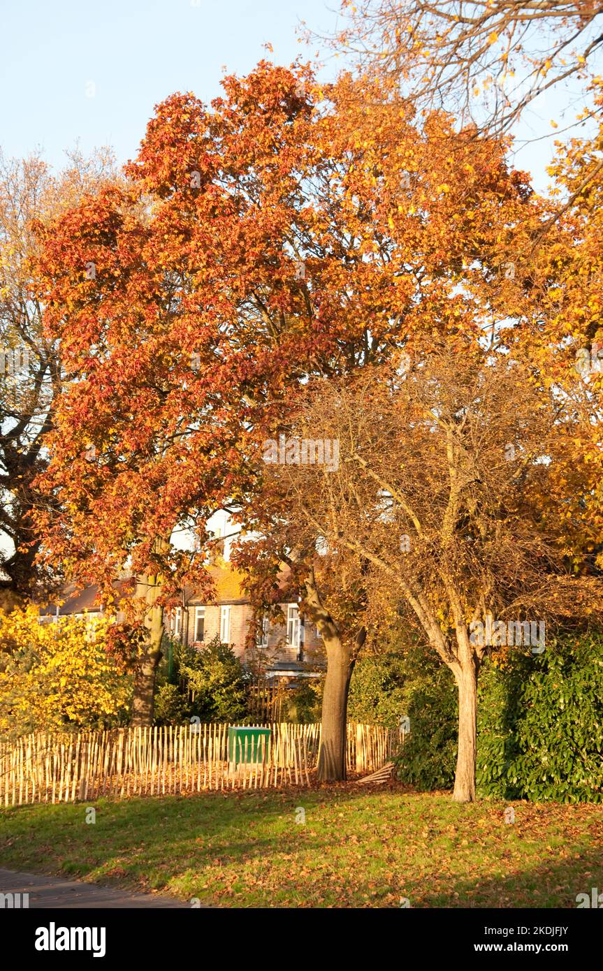 Autumn in Forest Park, Walthamstow, London, UK Stock Photo Alamy