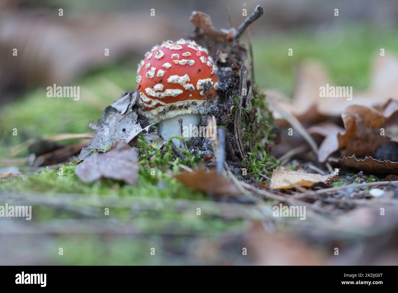 Toadstool at the bottom of a coniferous forest in the woods. Poisonous mushroom. Red cap with white spots. Close up from nature in forest Stock Photo