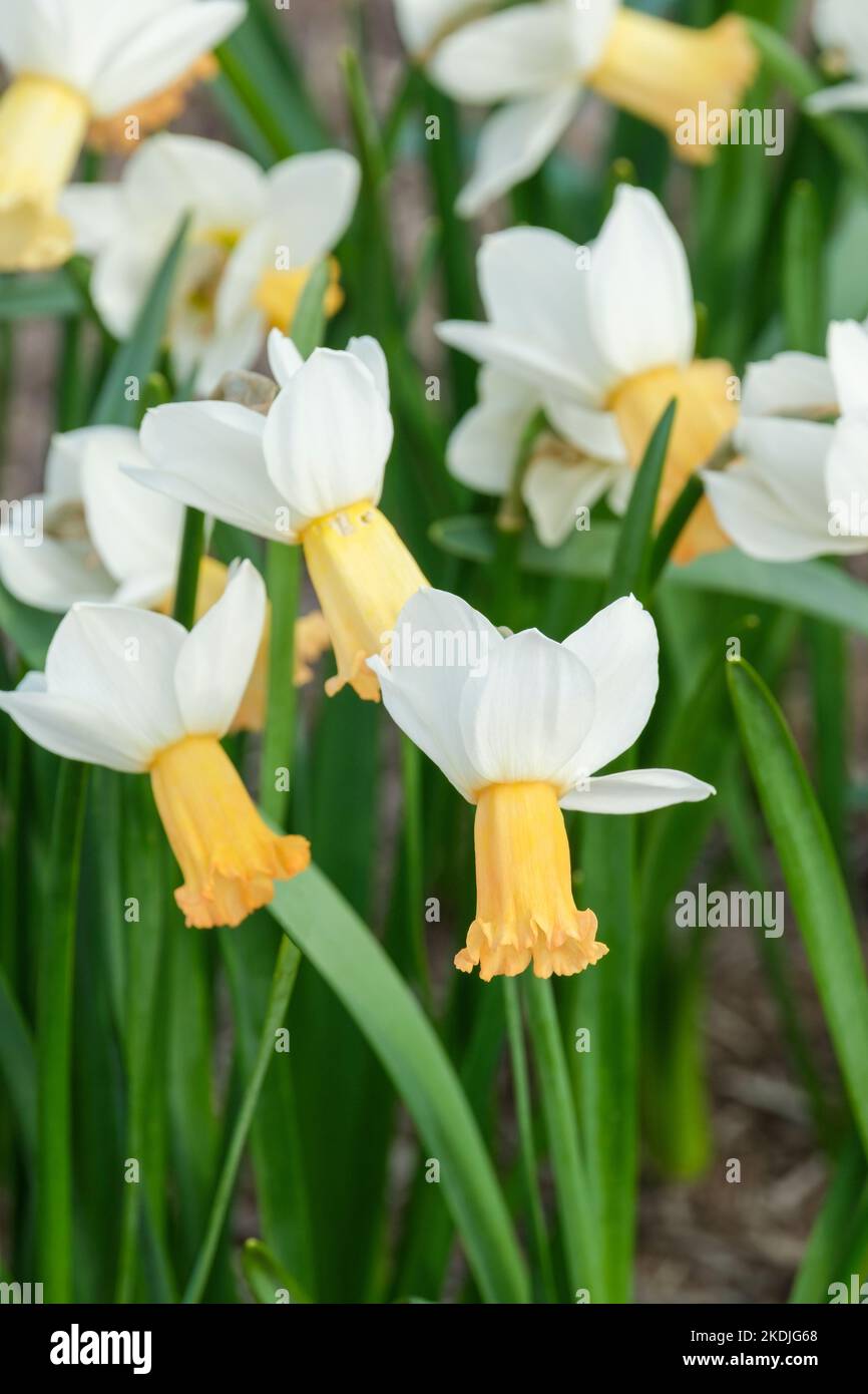 Narcissus Winter Waltz, Daffodil Winter Waltz. Funnel shaped corona that  becomes pinkish apricot with age Stock Photo