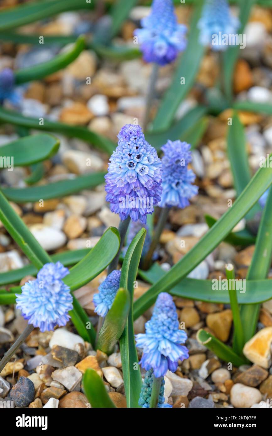 Muscari azureum, azure grape hyacinth, Hyacinthus azureus, Pseudomuscari azureum,, Bellevalia azurea, Hyacinthella azurea Bulbous perennial Small, bel Stock Photo