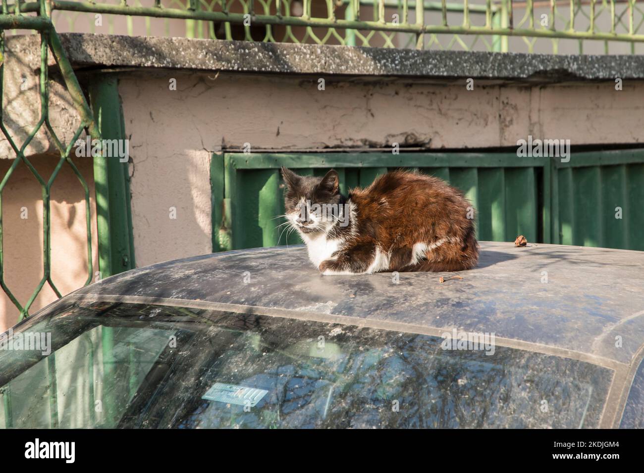 Stray street cat lying on car roof closeup Stock Photo