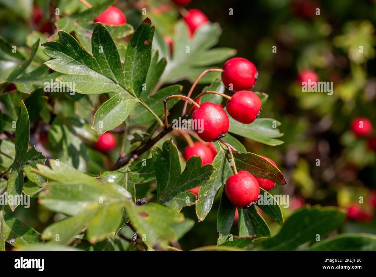 Common hawthorn (Crataegus monogyna), fruits in early fall, Gard ...