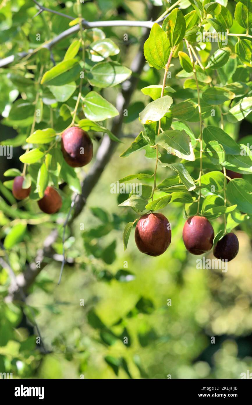 Jujube (Ziziphus jujuba) fruits, France Stock Photo Alamy