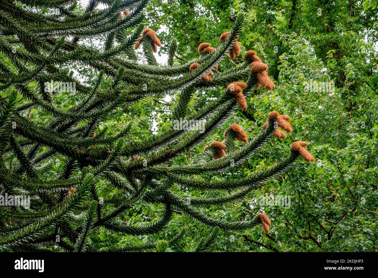 Monkeypuzzle tree (Araucaria araucana) cones, native to Chile and SW