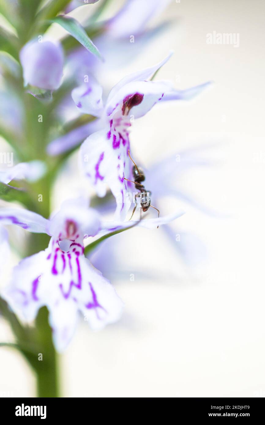 Anatomy of the ants hires stock photography and images Alamy