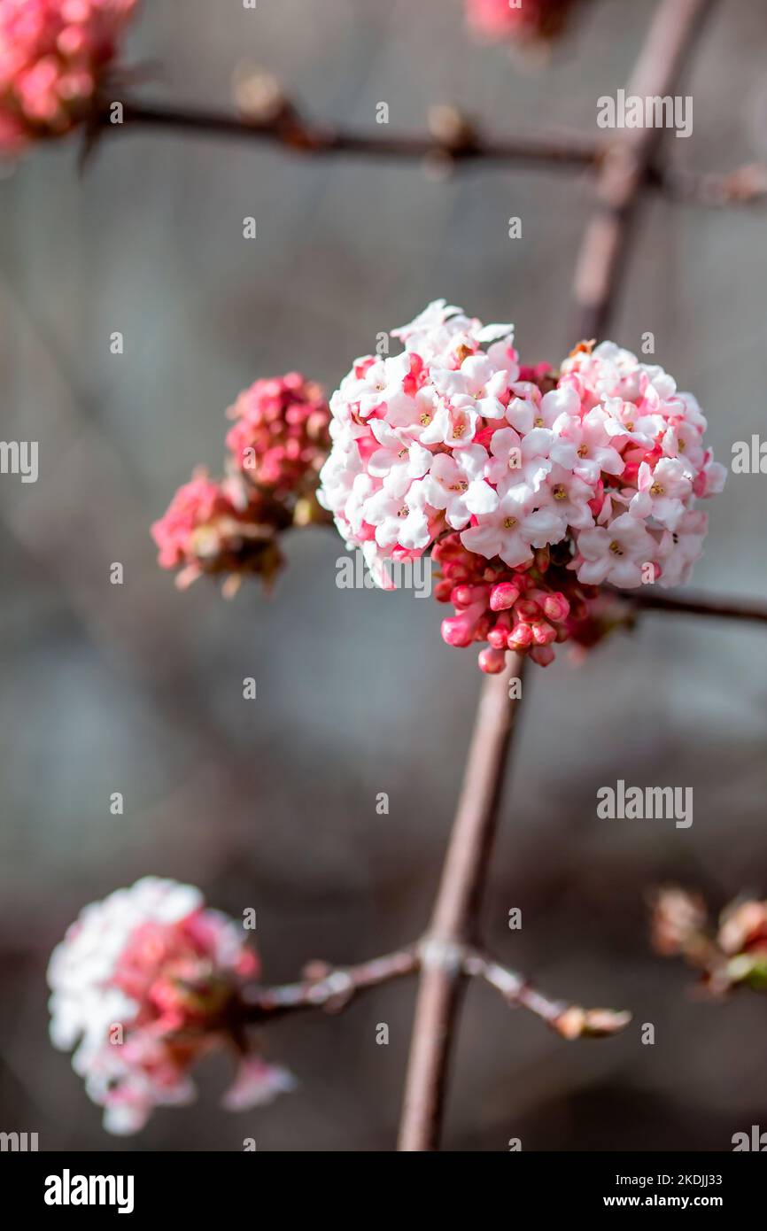 Bodnant viburnum (Viburnum x bodnantense), flowers Stock Photo Alamy