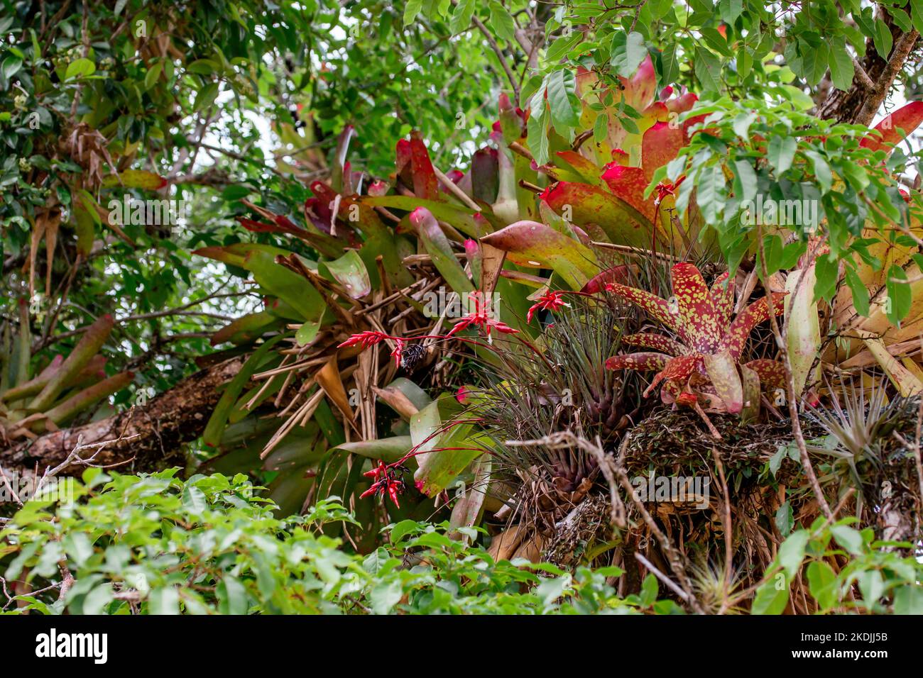 Bromeliad (Bromeliaceae) epiphytes growing on rainforest tree, Paraty, Rio de Janeiro State, Brazil Stock Photo