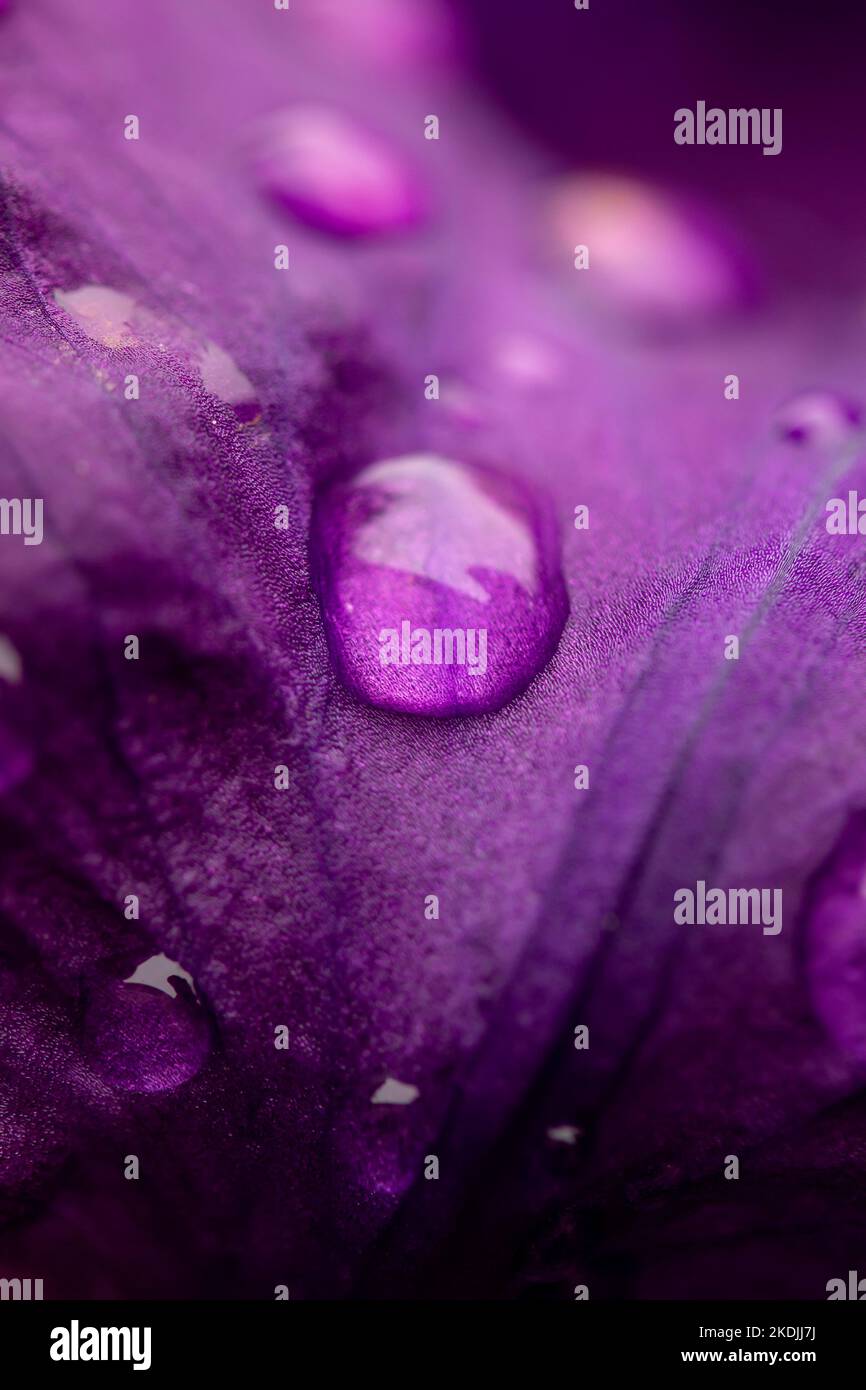 Bearded iris (Iris germanica) petal close up with raindrops Stock Photo