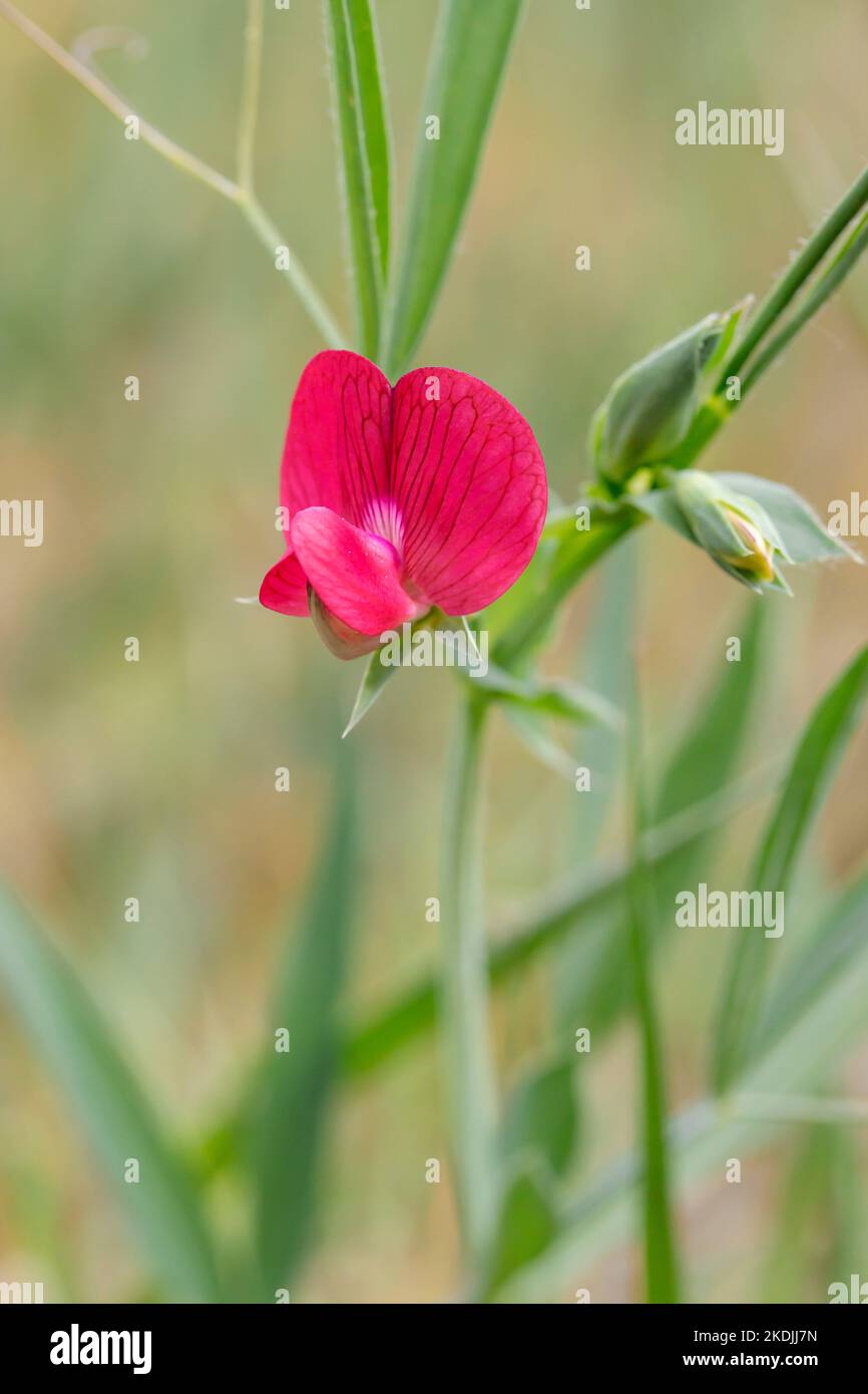 Red pea (Lathyrus cicera), Vaucluse, France Stock Photo Alamy