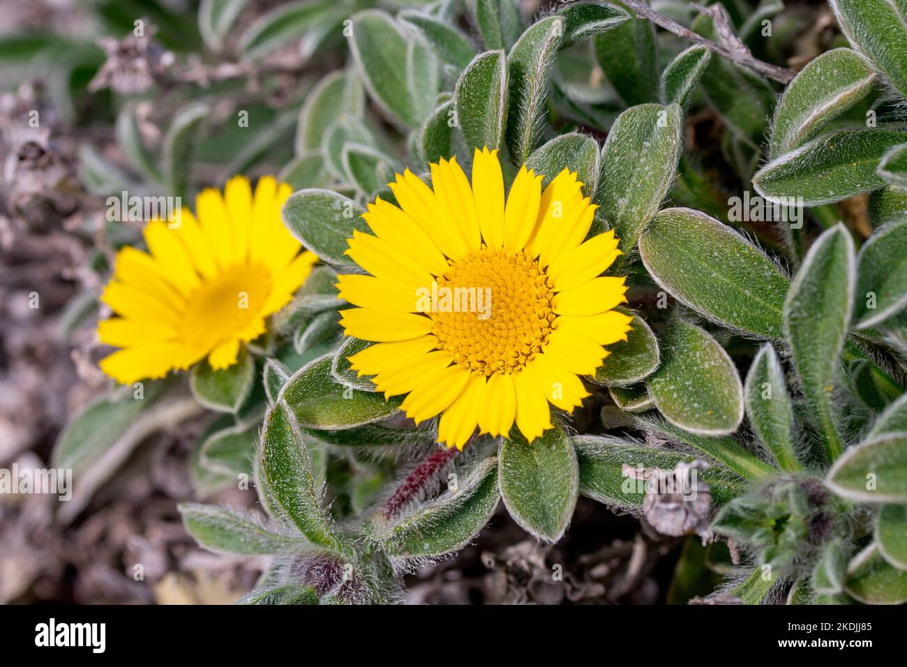 Gold coin plant (Pallenis maritima), Calanques National Park, Bouches-du-Rhone, France Stock Photo