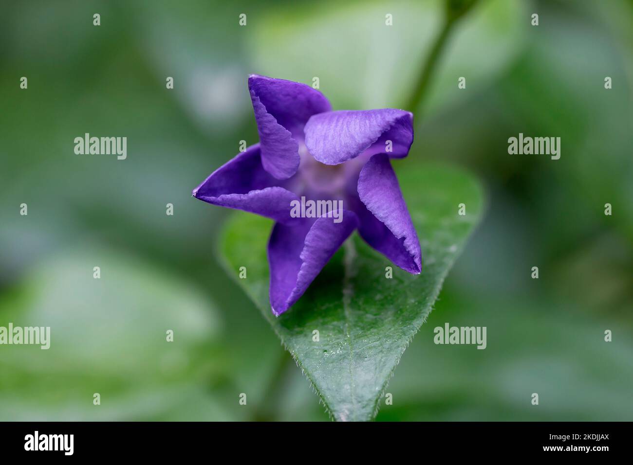 Large periwinkle (Vinca major) opening flower, Gard, France Stock Photo Alamy