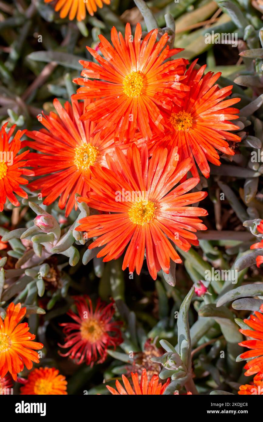 Coppery mesemb (Malephora crocea var. purpureocrocea), Bouches-du-Rhone